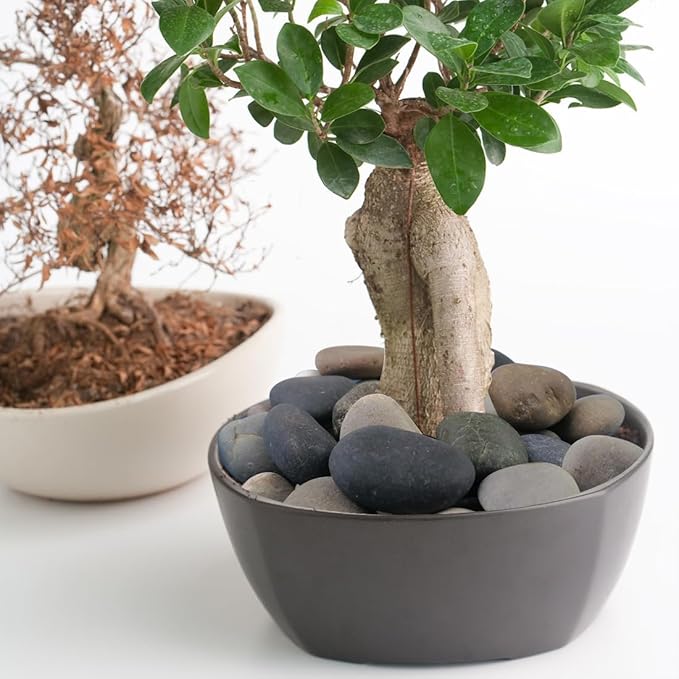 20lbs Natural River Rocks, 1"-2" Premium Pebbles for Garden and Landscape Design, Hand-Picked Smooth Stones for Fish Tank, Flower Pots, Indoor Water Fountains, Pathways, Backyard