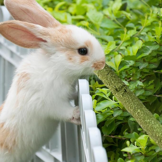 Rabbit Toys 30Pcs 3 Flavours for Teeth Grinding - Chew Toys for Hamsters, Guinea Pigs, Chinchillas