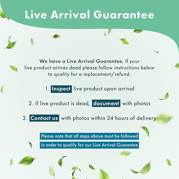 Amazon Sword Echinodorus Bleheri Live Plant for Freshwater Aquariums, Natural Fish Tank Decorations, and Aquatic Decor (3 Pots (6-9 Plants))