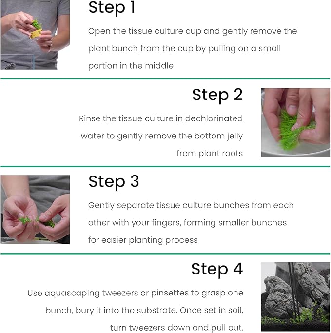 Ultum Nature Systems Hedyotis Salzmannii Tissue Culture Live Plant for Aquarium, Freshwater Fish Tank, Aquascaping - 100% Snail Free in Vitro