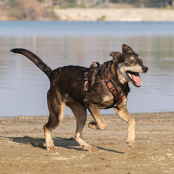 CLEPAWS Dog Harness for Large Dogs, No Pull Dog Harness Easy Walk with Metal Hardware, Ergonomic Y-Shaped Design, Soft Padding, Padded Handle, Durable High-Tensile Nylon (Canyon Red, L)