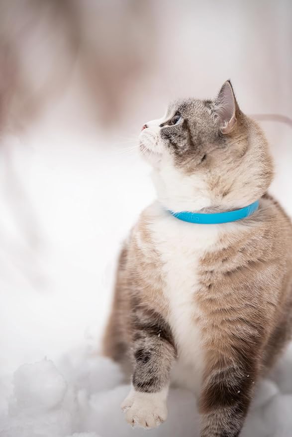 Silicone Cat Collars 2 Pack - Soft, Comfortable, and Lightweight Safety Breakaway Collar with Name Tag Ring for Outdoor Cats and Sensitive Skin Kittens by Nuvuq (6 ⅞" to 10 ¼", Blue)