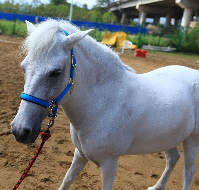 T TEKE Adjustable Horse Halters by Heavy Duty Soft Nylon, Padded with Anti-rubbing Waffle Neoprene on Both Crown & Nose