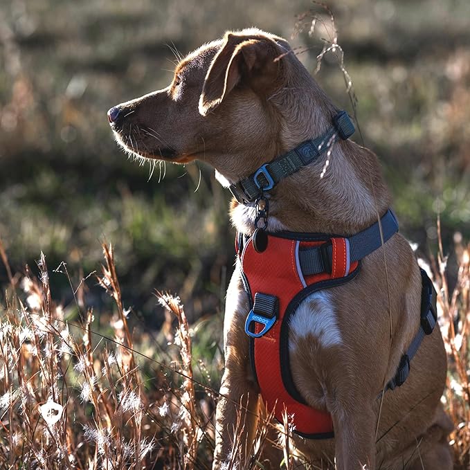 Embark Adventure Dog Harness, Reflective Trim No Pull Dog Harnesses for Small Sized Dogs - Military Grade Nylon, Front Clip with Gel Lined Handle.