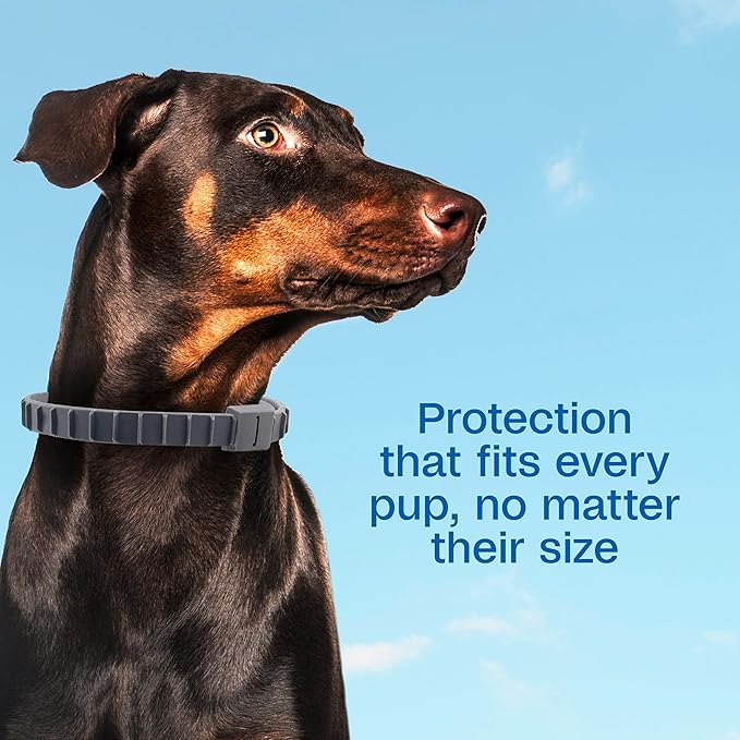Adams Flea & Tick Collar Plus for Dogs & Puppies |2 Pack |12-Month Protection |One Size Fits All Dogs & Puppies 12 Weeks and Older |Kills Fleas and Ticks |Repels Mosquitoes (excluding California)