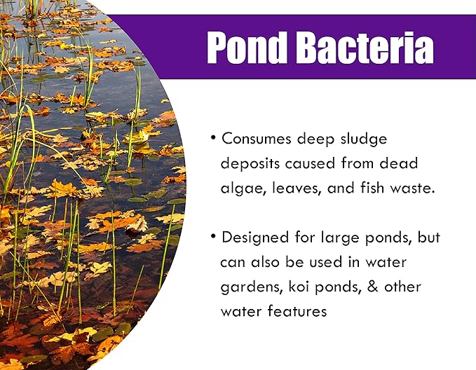 Pondworx Pond Bacteria - Concentrated & Formulated for Large Ponds, Water Features - Safe for Koi - 32ounes & Treats up to a Quarter Acre Pond