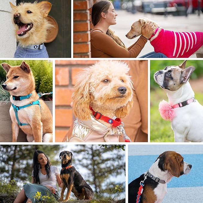 Blueberry Pet Essentials Large Dog Collar | Adjustable Nylon Dog Collar for Large Dogs | Fired Brick | Stylish Large Boy Dog Collar | Secure Puppy Collar | Dog Collars for Small Dogs & More