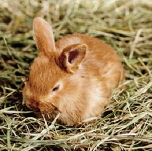 Blue Mountain Hay | Fresh Timothy Hay (5 Pounds) | Great for All Ages | High-Altitude Hay Pet Food for Rabbits, Guinea Pigs, Chinchillas, Hamsters, and Other Small Pets