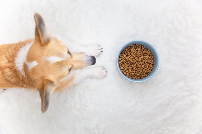 Waggo Ripple Ceramic Dog Bowl for Medium and Large Breeds - Modern with Matte Finish, Heavyweight Durable Pet Food and Water Dish Crock, Dishwasher Safe(Medium, Rose)