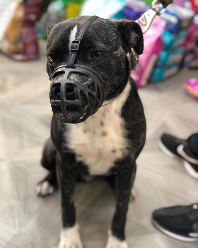 Mayerzon Dog Muzzle, Breathable Basket Muzzles for Small, Medium, Large and X-Large Aggressive Dogs Beagle German Shepherd Doberman, Cage Mouth Guard Stop Biting Chewing for Grooming Training