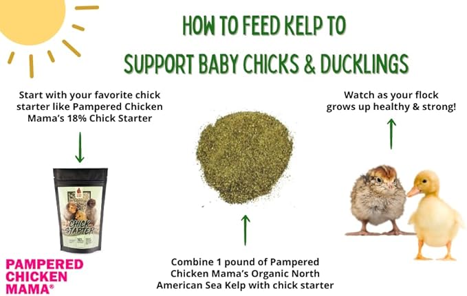 Organic Kelp for Chickens & Duck Feed (5 Pound): Chicken Vitamins | Chicken Supplements | Vitamins for Chickens | Pampered Chicken Mama