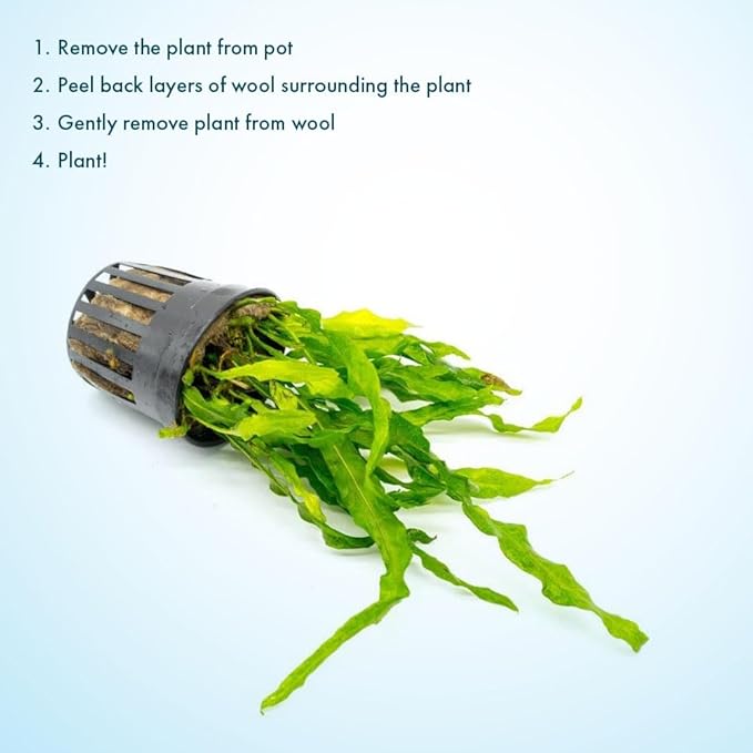Live Plants - Java Fern 'Flaming' (Microsorum pteropus) - Low to Medium Light Aquarium Display, Bright Green Accent, Midground Tank, Freshwater Aquatic Plant - Pot