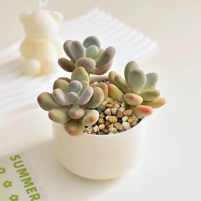 2 Pounds Pebbles for Plants, 3/8 Inch Polished Pea Gravel. Decorative Stones River Rocks for Succulent Soil Cover, Cactus, Aquarium, Vase and Outdoor Garden Landscaping