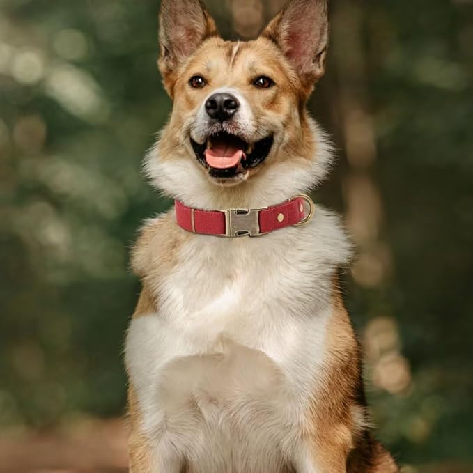 PET ARTIST Dog Collars for Medium Dogs, Soft Padded Premium Nylon Dog Collar with Quick Release Metal Buckle, Durable & Adjustable Pet Collars for Girl Gifts, Red, M (Fit 13-20")