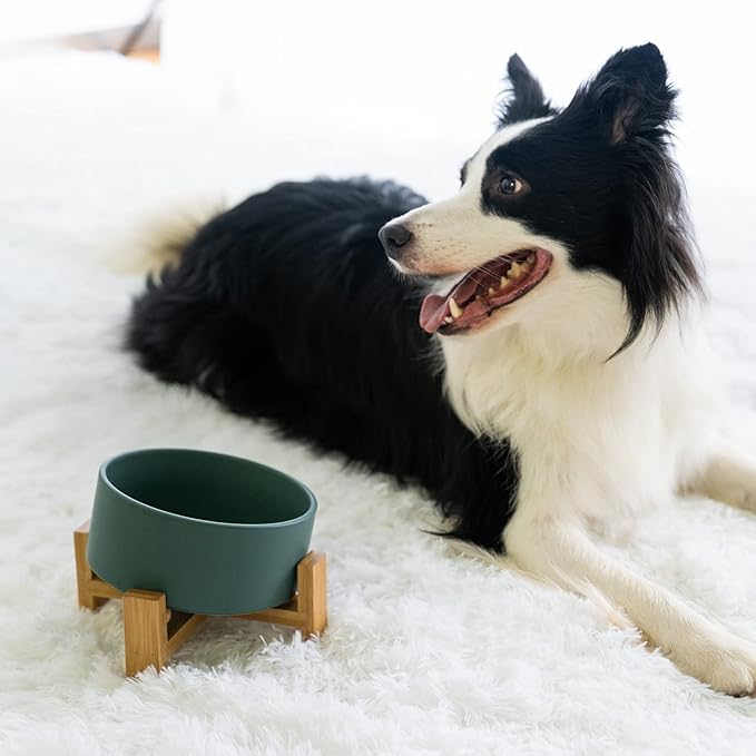 SPUNKYJUNKY 15° Slanted Ceramic Dog and Cat Bowl with Wooden Stand, Tilted Bulldog Food and Water Bowl No Slip Non-Spill for Cats Medium Dogs Big Face Pets 28.7 OZ (3.6 Cups, Green)