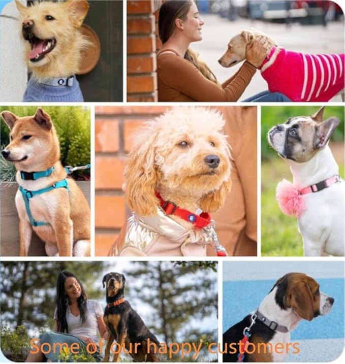 Blueberry Pet Essentials Turquoise Dog Collar | Adjustable Eco-Friendly Nylon Strap | Dog Collars for Small Dogs, Boy Dog Collar, Puppy Collar | 12-16 Inches