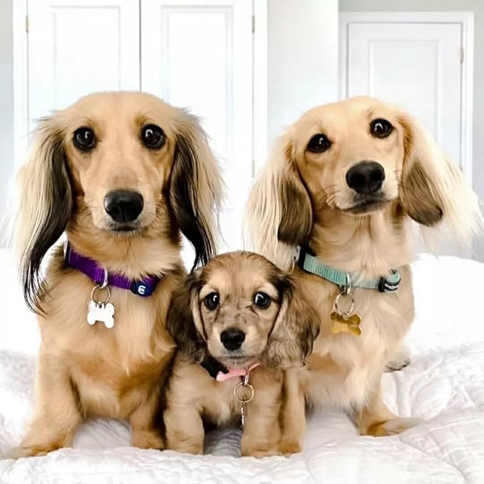 Blueberry Pet Essentials Medium Dog Collar in Baby Pink | Adjustable & Eco-Friendly Durable Nylon Strap | Classic Collar for Medium Dogs, Boy & Girl Pets