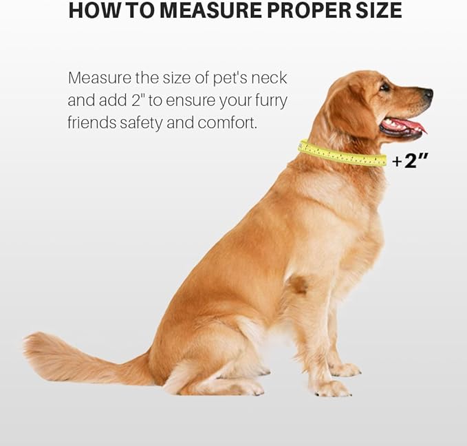 Hyhug Pets Classic Regular Solid Color Puppy Dog Collar (Small, Red)