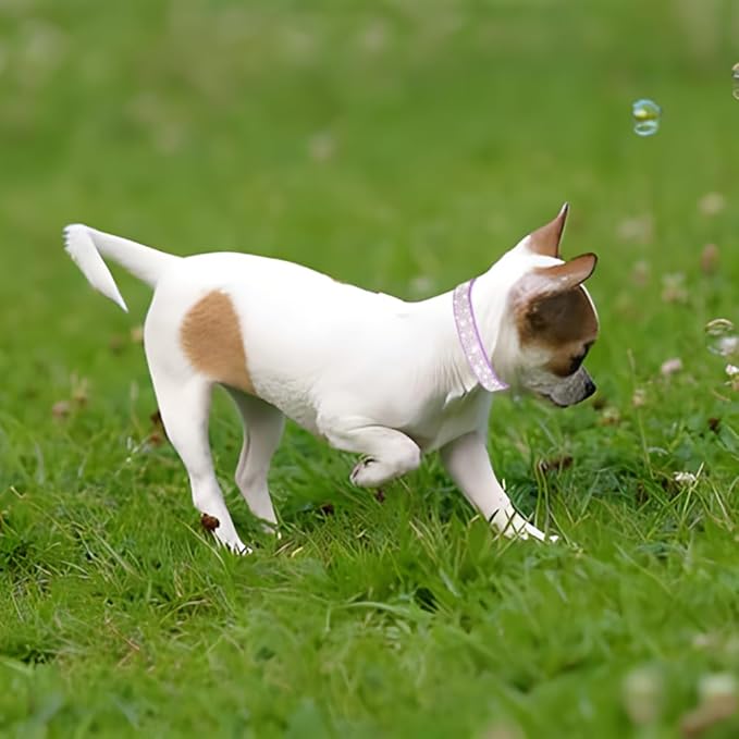 Rhinestone Dog Collar for Small Dogs, Bling Diamond Fancy Crystal Glitter Pretty Jewel Pet Puppy Collars for XXS XS Small Medium Large Breed Girl Dogs Female Cats Kitten, Purple XXSmall