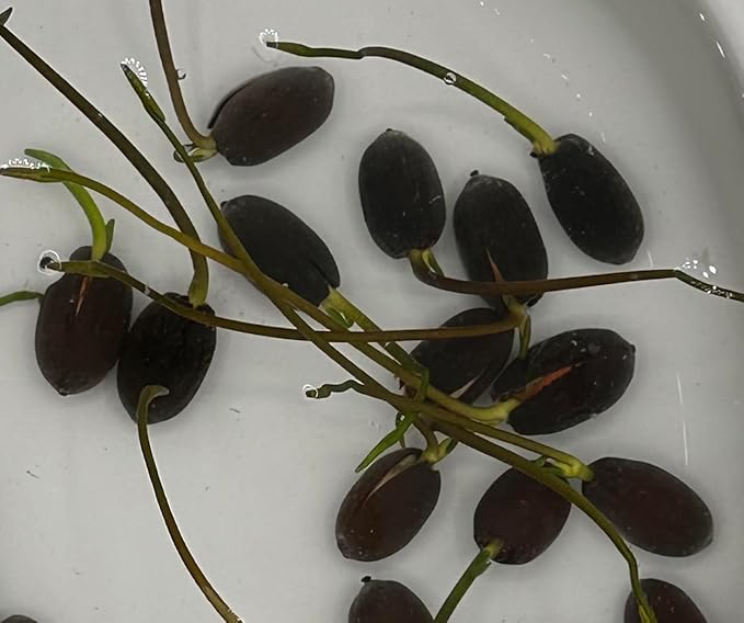 50 Sacred Lotus Seeds for Planting in Water Mixed Flower Color Pink Red White Yellow Multicolor Aquatic Nelumbo nucifera Bonsai Bowl Lotus Seed Ponds Water Feature Gardens Water Lily (50, Lotus Seed)