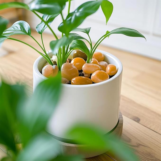 5 Lbs River Rocks for Plants,0.8-1.5 Inch Decorative Ornamental Pebbels, High Polished Stones for Garden Landscaping, Smooth Gravel Filler for Outdoor Plants, Succulents, Fish Tank and Vases, Yellow