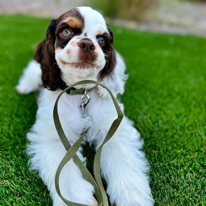 Blueberry Pet Essentials Small Dog Collar | Fired Brick Nylon Dog Collar with Quick Release | Girl & Female Dog Collars for Fall