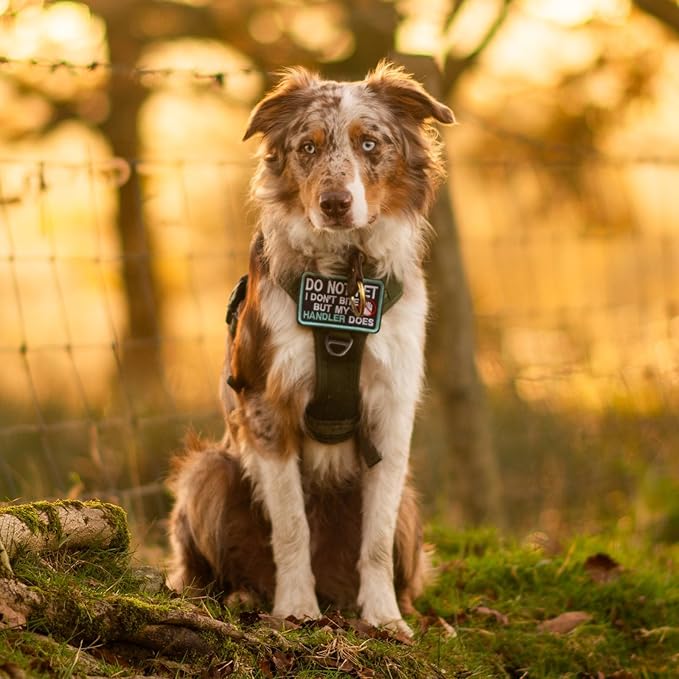 rabbitgoo Dog Harness Small Sized No Pull, Tactical Service Pet Vest with Molle and Control Handle, Adjustable and Reflective Military Harness for Easy Walking and Training, Grey, S