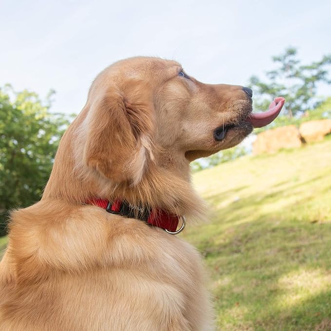 Hyhug Pets Classic Regular Solid Color Puppy Dog Collar (Small, Red)