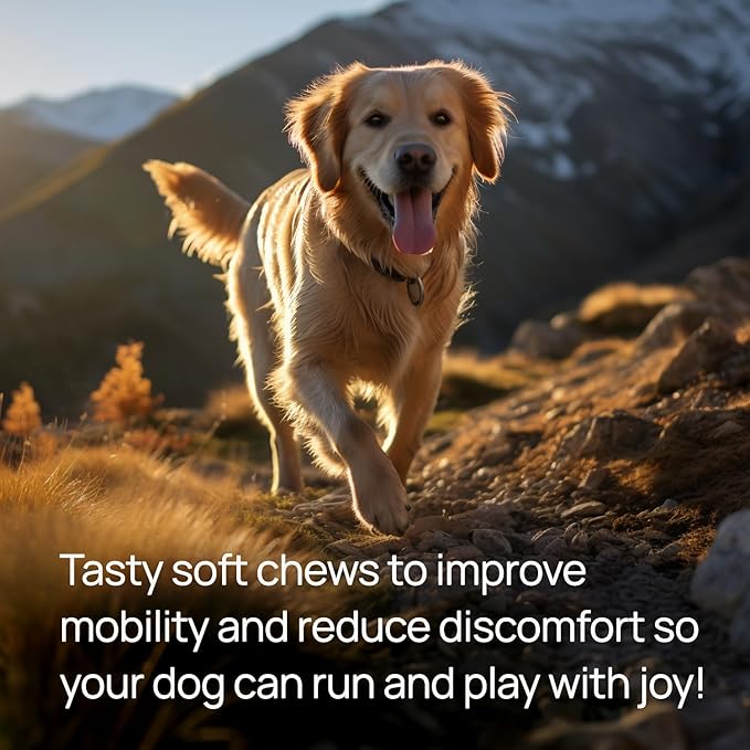 pawTree Joint & Hip Support Supplement for Dogs with Glucosamine, Chondroitin, MSM, Tumeric & Green Lipped Mussels - Vitamins, Supplements & Health Essentials - All-Natural Mobility Soft Chews