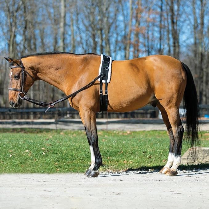 Dura-Tech Fleece Lined Training Surcingle for Horses | Essential for Lunging Work | Comfortable Fleece Lining | Durable Poly Material | Versatile D-Ring Placement | Suitable for All Training Levels