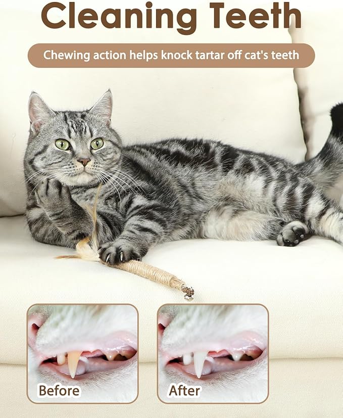 Tocirelo Kitten Chew Toys Teething - 6Pack Natural Silvervine Sticks for Cats, Matatabi Cat Feather Toy Chew Sticks, Cat Teeth Cleaning Treats for Indoor Bored Kitten