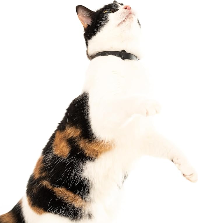 Silicone Cat Collars 2 Pack - Soft, Comfortable, and Lightweight Safety Breakaway Collar with Name Tag Ring for Outdoor Cats and Sensitive Skin Kittens by Nuvuq (6 ⅞" to 10 ¼", Black)