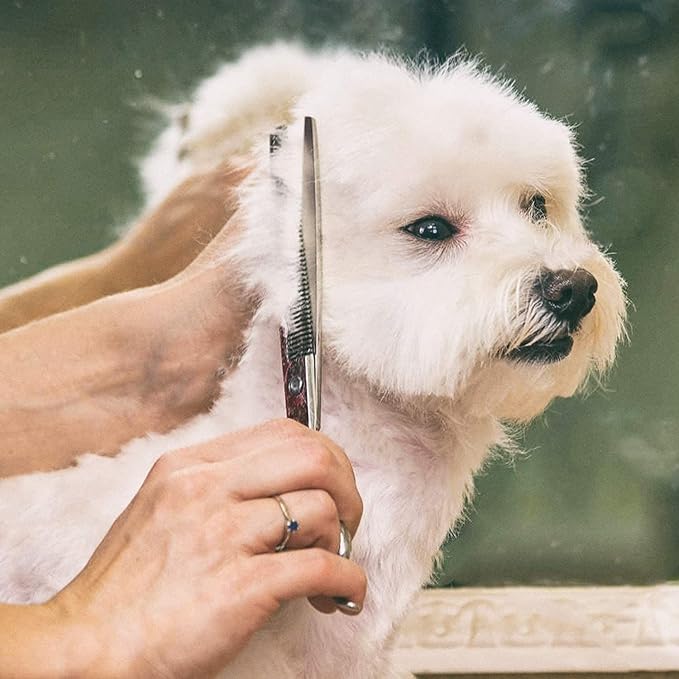 Gimars Professional 4CR Stainless Steel 6 in 1 Grooming Scissors for Dogs with Safety Round Tip, Heavy Duty Titanium Coated Pet Grooming Scissor for Dogs, Cats and Other Animals