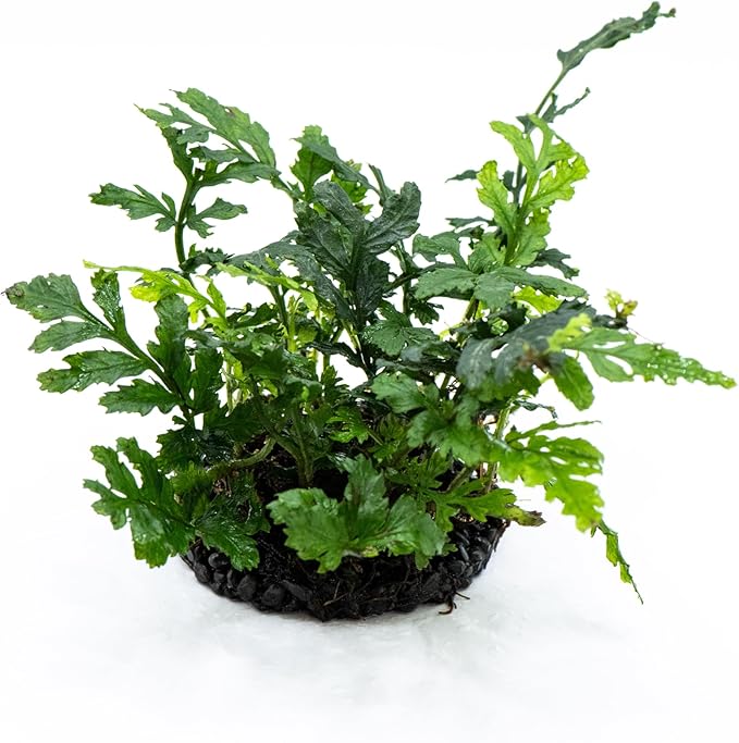 Java Fern Live Aquarium Plants – Windelov, Narrow Leaf & More– Easy Aquascaping Plants for Freshwater Tanks, Low Light, No CO₂ (Bolbitis Difformis 'Mini' on Nutripad)