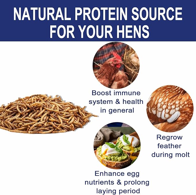 RANZ 10LBS Non-GMO Dried Mealworms for Chickens, High Protein Meal Worms, Premium Chicken Feed, Perfect Bird Food and Chicken Treats, Whole Large Mealworms for Wild Birds, Ducks, Fish