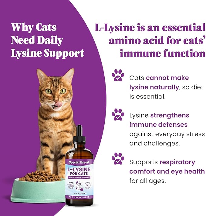 Special Breed L-Lysine for Cats & Kittens – Immune, Respiratory & Eye Health Support – Liquid Cat Supplement with Astragalus, Burdock, Atractylodes, Dangshen & Vitamins A, B1, B2, B6 – 8oz (240mL)