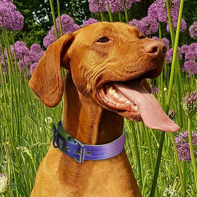 TSPRO Tactical Dog Collar 1.5 Inch Wide Thick Dog Collars with Heavy Duty Metal Buckle, Durable, Strong, Adjustable for Medium to Large Dogs (Rainbow L)