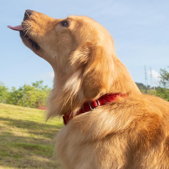 Hyhug Pets Classic Regular Solid Color Puppy Dog Collar (Small, Red)