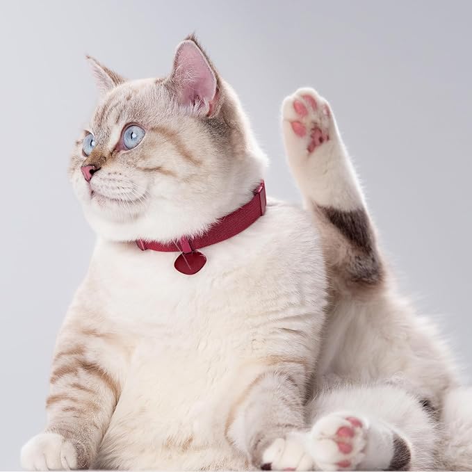 Safety Cat Collar Pro and Tag Set - U.S. IDA Gold Award, Elastic Release Cat Collar Charm Tag, Non Breakaway Cat Collar Adjustable with Charm for Kitten Small Large Cats (Midnight Black, S)