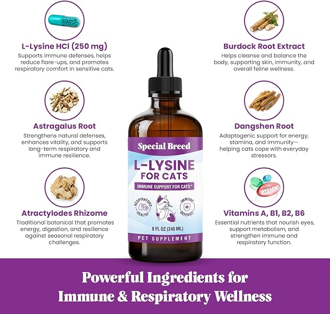 Special Breed L-Lysine for Cats & Kittens – Immune, Respiratory & Eye Health Support – Liquid Cat Supplement with Astragalus, Burdock, Atractylodes, Dangshen & Vitamins A, B1, B2, B6 – 8oz (240mL)