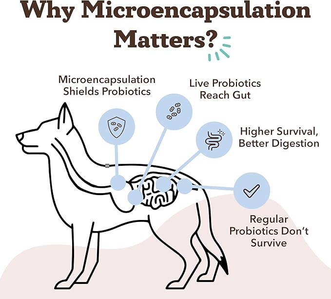 Natural Dog Company Gut Health & Probiotic Chews for Dogs (45 Ct), Prebiotics, Digestive Enzymes & Canine Specific Probiotics for Digestion, Gas, Loose Stool & Immune System Support, 1 Chew Daily
