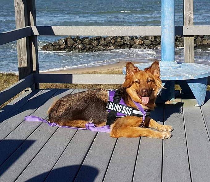 Doggie Stylz Blind Dog Harness No Pull No Escape Dog Vest for Blind Dogs Adjustable Vest with Handle Blind Dog Accessories and Patches for Training and Mobility