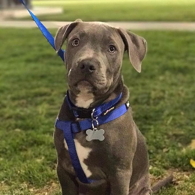 PUPTECK No Pull Dog Harness Soft Adjustable Basic Nylon Step in Puppy Vest Outdoor Walking with ID Tag X-Small