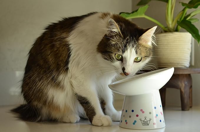 Necoichi Extra Wide Raised Cat Food Bowl, Elevated, Prevent Neck & Whisker Fatigue, Dishwasher and Microwave Safe, No.1 Seller in Japan! (Colorful Dots Limited Edition, Extra Wide Tilted)