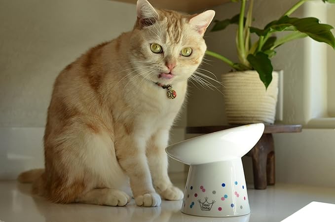 Necoichi Extra Wide Raised Cat Food Bowl, Elevated, Prevent Neck & Whisker Fatigue, Dishwasher and Microwave Safe, No.1 Seller in Japan! (Colorful Dots Limited Edition, Extra Wide Tilted)