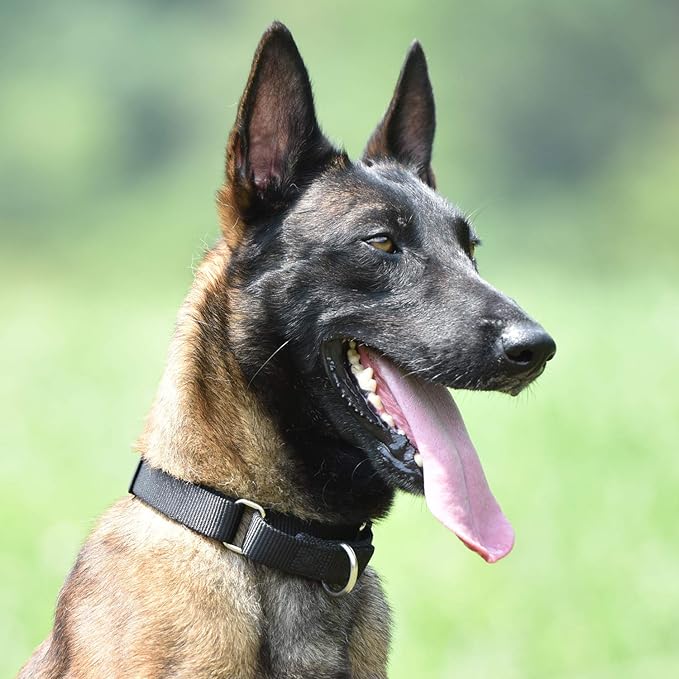 Hyhug Martingale Dog Collar Without Buckle: Anti Escape, No Slip Heavy - Duty Nylon, Colorfast & Adjustable for Medium Breeds(Medium, Black)