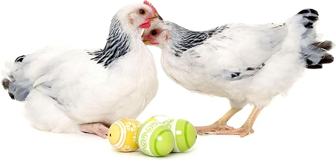 Dried Black Soldier Fly Larvae, 100% Natural, Non-GMO, High-Protein Treats for Chickens, Layer Hens, Wild Birds, Ducks, 13.3 oz, Pack of 4