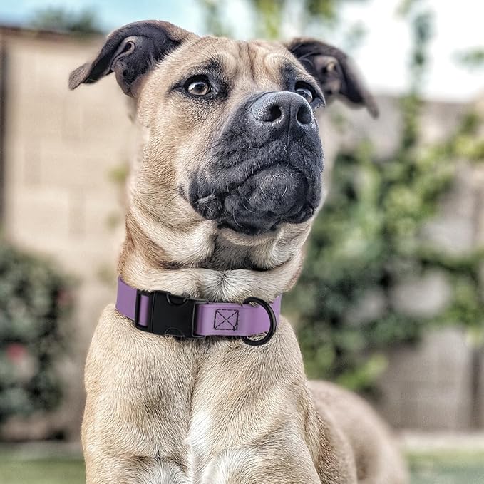 Dogline Biothane Waterproof Dog Collar with Quick Release Buckle Strong Coated Nylon Webbing with Odor- Proof for Easy Care Easy to Clean Fits Small Medium Large Dogs, Amethyst Purple 3/4" W 12-19" L