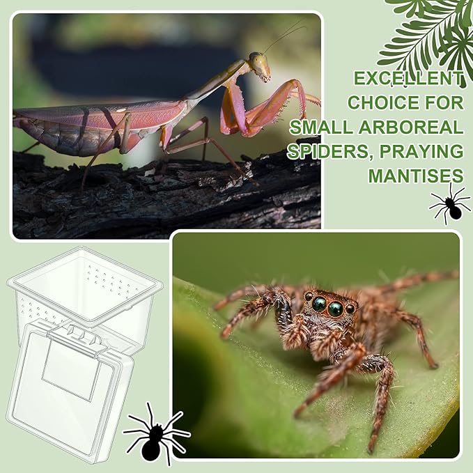 20 Pcs Insect Spider Terrariums Breeding Box Small Reptile Hatching Container Transparent Cricket Keeper Breeder Box Feeding Spider Cage with Lid for Scorpion Gecko Tortoise Centipede Tarantula