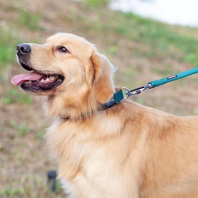 Hyhug Pets Solid Color Classic Regular Heavy Duty Basic Collar for Medium Dogs Daily Use, Unique Design Adjustment Triglide Slide (Buckle) Can Attached Name Tag Accessories. (Medium, Dark Green)